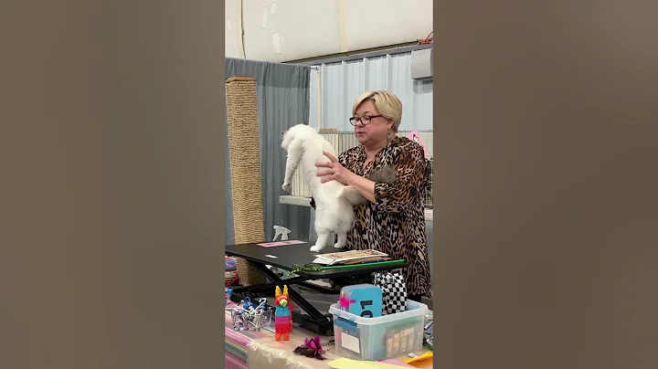 Watch the video about Ragdoll Cat Coat