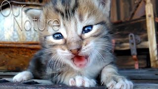 Cats' Meow! Cutest Little Kittens Meowing Compilation 2017 by Our Nature 16,123 views 6 years ago 10 minutes, 51 seconds