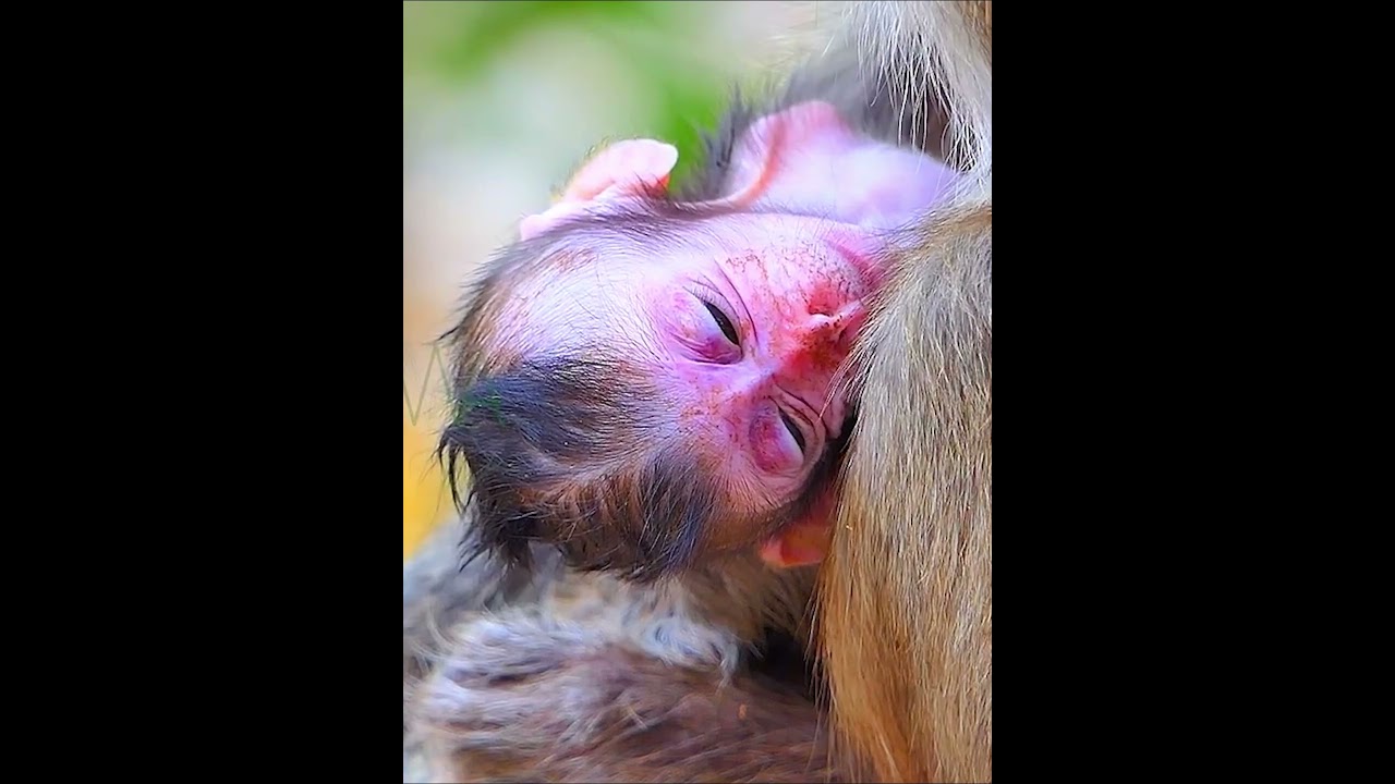 Tiny baby monkey 2026 moments 5 