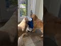 Easter Bunny Regrets Visiting Our House #easterbunny #shortscreator #goldenretrievers