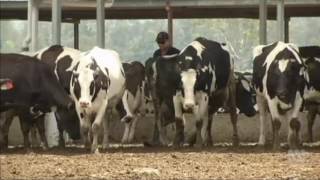 Reducing heat stress in feedlot cattle & dairy cows in Queensland