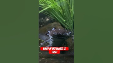 What creature is this? A rare creature from Mexico! #axolotl #rareanimals #shorts #cuteanimals #wow