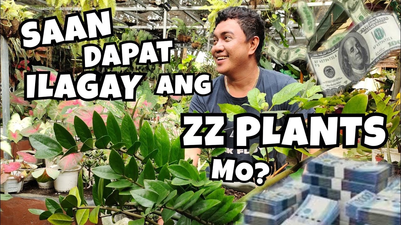 WHERE YOU SHOULD PLACE YOUR ZZ PLANTS? FOR THRIVING & SYMBOLISM YouTube