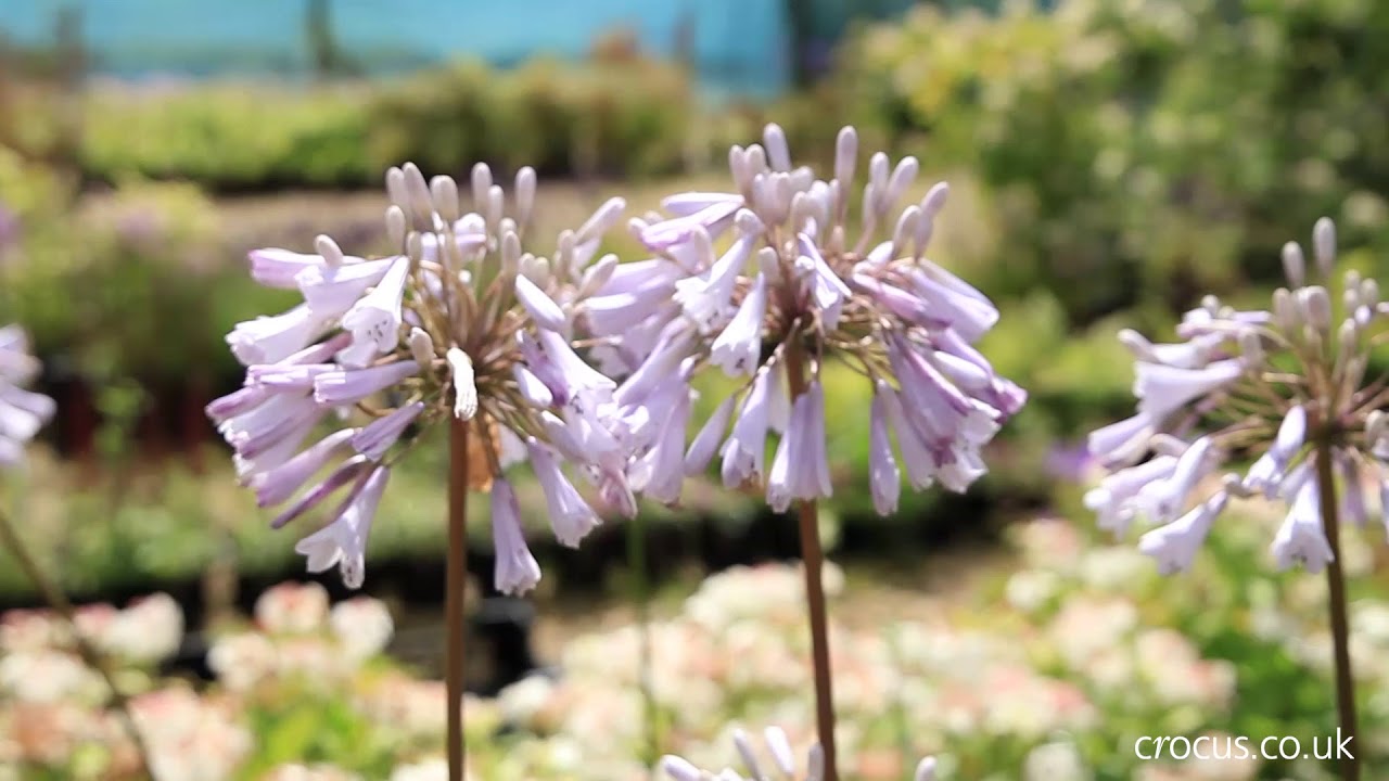 Agapanthus: A growing guide