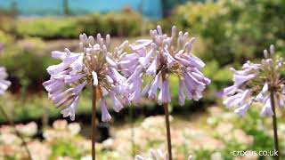 Agapanthus A Growing Guide