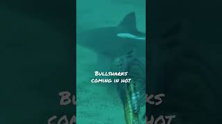 Bullsharks #neverenoughdiving #spearfishing #fishing #florida #scubadiving #shark #bullshark
