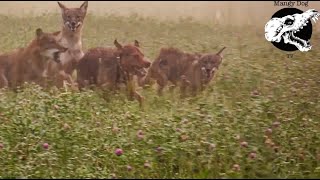 Coyotes Fight Our Dogs - Coyote Hunting With Decoy Dogs