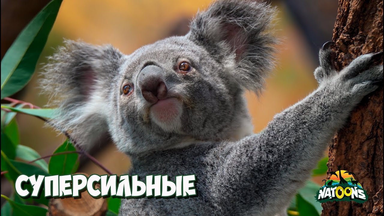 07. Суперсильные – NATOONS Любопытные Малыши