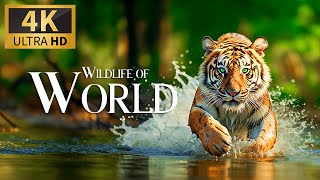 Wonders Of The Wild ~ Journeying Through Earth's Diverse Wildlife Ecosystems