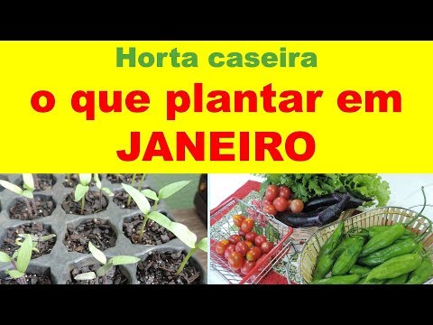 O que plantar em JANEIRO na sua HORTA CASEIRA?
