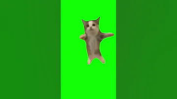 كروما هابي هابي هابي قطة 