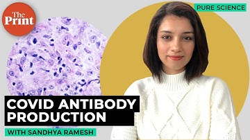 How does our immune system react to vaccination?