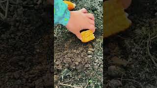 Corn Cob Seed Burying: Traditional Soil Digging and Trench Covering Technique 🌽⛏️✨