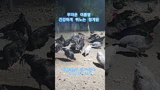 무더운 여름밤 건강하게 뛰노는 청계닭 &amp; 청계종계농장,2025,7,4,