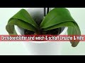 Orchideen Blätter werden weich & schlaff –Welke Orchideenblätter knittern sind kraftlos - Was tun