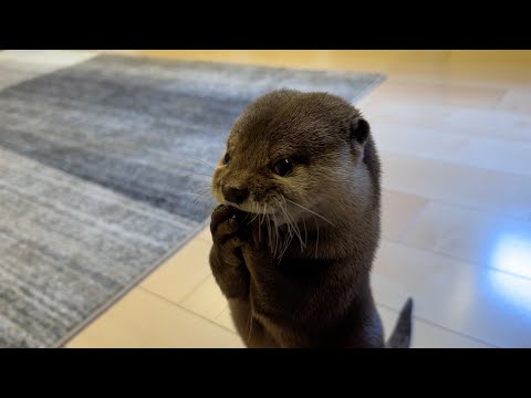???????????????????????????????? Otter eating while talking continuously