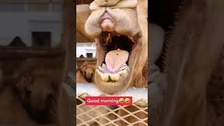 Good Morning صباح الخير #funny #goodmorning #shorts#ytshorts #subscribenow #friday #arab #camel