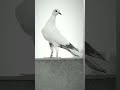 Lucknowpigeon32 viralpigeon youtube lucknow youtube viral ytshorts