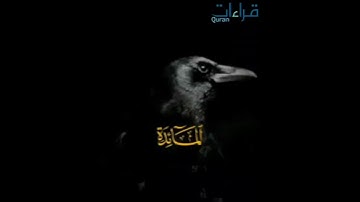 عندما أبدع الشيخ سيد سعيد « تلاوة 🎧 تفوق الوصف من سورة المائدة »
