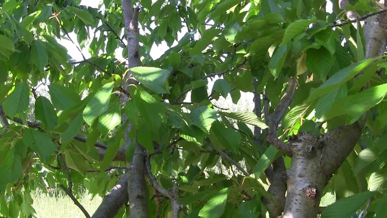 Poda del cerezo siempre en verde