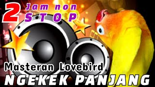 Masteran Lovebird Fighter Ngekek Panjang Jeda Rapat Suara Burung Lovebird Buat Masteran