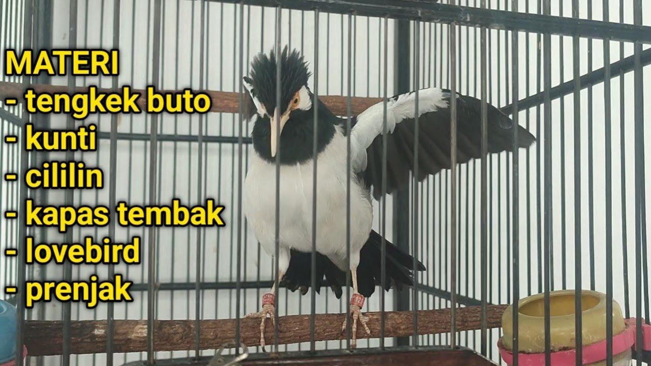 jalak suren WERKUDORO pastol isian materi istimewa