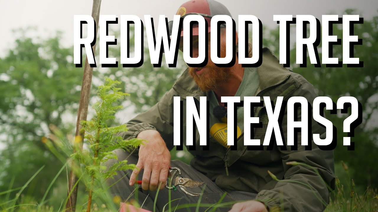 Мы посадили 3000 ДЕРЕВЬЕВ. ВЫЖИЛО ЛИ КТО-НИБУДЬ?