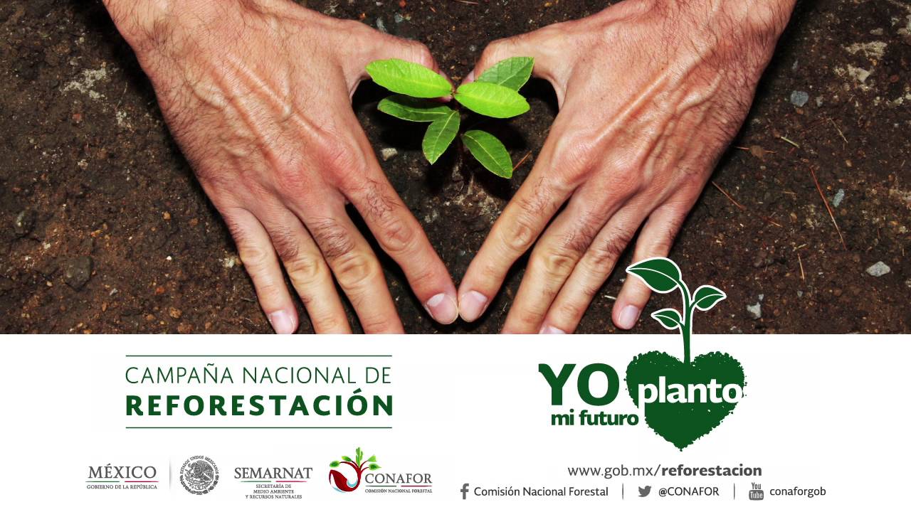 Qué Son Las Campañas De Reforestación www.youtube.com