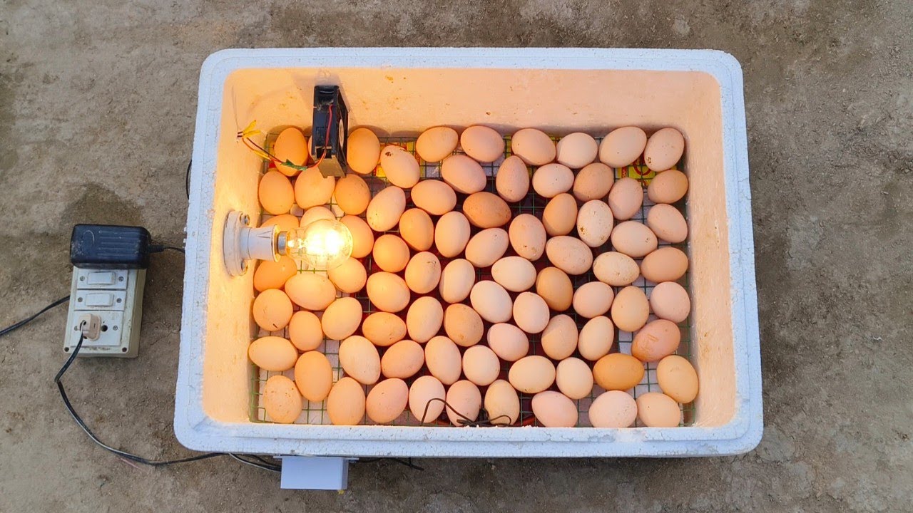 100 egg capacity incubator || how to make incubator || egg hatching