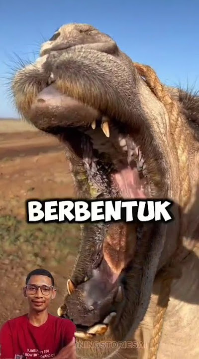 Apakah benar ini bisa di makan? #shorts #unta #lucu