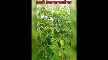 टमाटर की खेती साउदी अरब में #youtubeshorts #shorts #sotvideo #trendingsot2023 #sotvideo2023