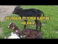 JILUNGUJA MIZENGO UJUMBE HALAWA