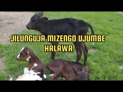 JILUNGUJA MIZENGO UJUMBE HALAWA 