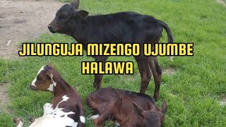JILUNGUJA MIZENGO UJUMBE HALAWA