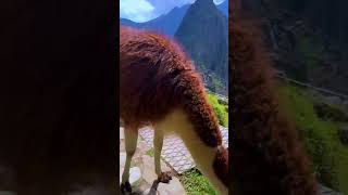 Lamas en Machu Picchu| Perú Vip 🇵🇪