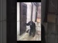 Monkey furiously knocking at door #open #door #fbi #fypシ #lol #comedy #viral #shorts