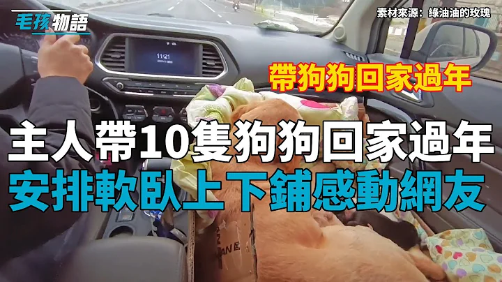 主人開車帶10隻狗狗回家過年，安排軟臥上下鋪暖化網友：終於不是敞篷了！ - 天天要聞