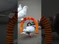 How to make bird Trap // Pigeon trap / Catch pigeons without harm #birdtrap #pigeoncapture #safe