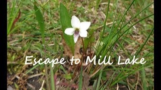 Escaping to Wantagh's Mill Pond Preserve (from Saturday)
