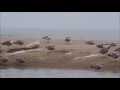 Glaucous and Iceland Gulls Scheveningen 20170210