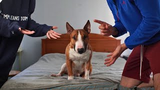 My dog's routine. Mini Bull Terrier Day. Life with a dog.