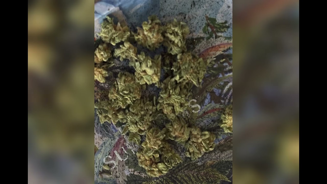 Sweet Berry Kush Flower Buds