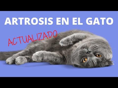 ARTROSIS EN GATOS/OSTEOARTROSIS