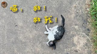 小猫濒危时与路人神奇的对话仿佛在说救我救我