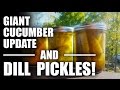 GGC - 66 - A Giant Armenian Cucumber and Homemade Dill Pickles