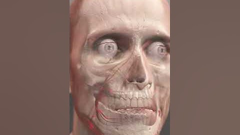 The Human Brain Explained (Animation)