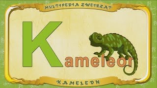 Multipedia Zwierząt. Litera K - Kameleon