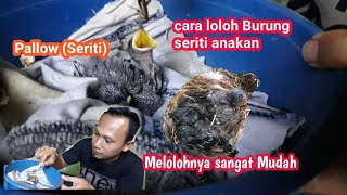 Tips Merawat Anakan Burung palow 2(dua) ekor sekaligus.
