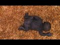 Jameela the baby gorilla update crawling  a shocking twist in the surrogate searchgorillababy