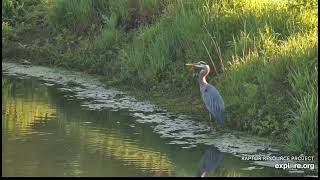 Decorah Eagles 5-17-24 HM perching, beautiful Great Blue Heron by the pond